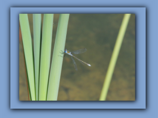 Emerald Damselfly at the new pond on the southern boundary of Hetton House Wood. 1st August 2022 2_Prv.jpg